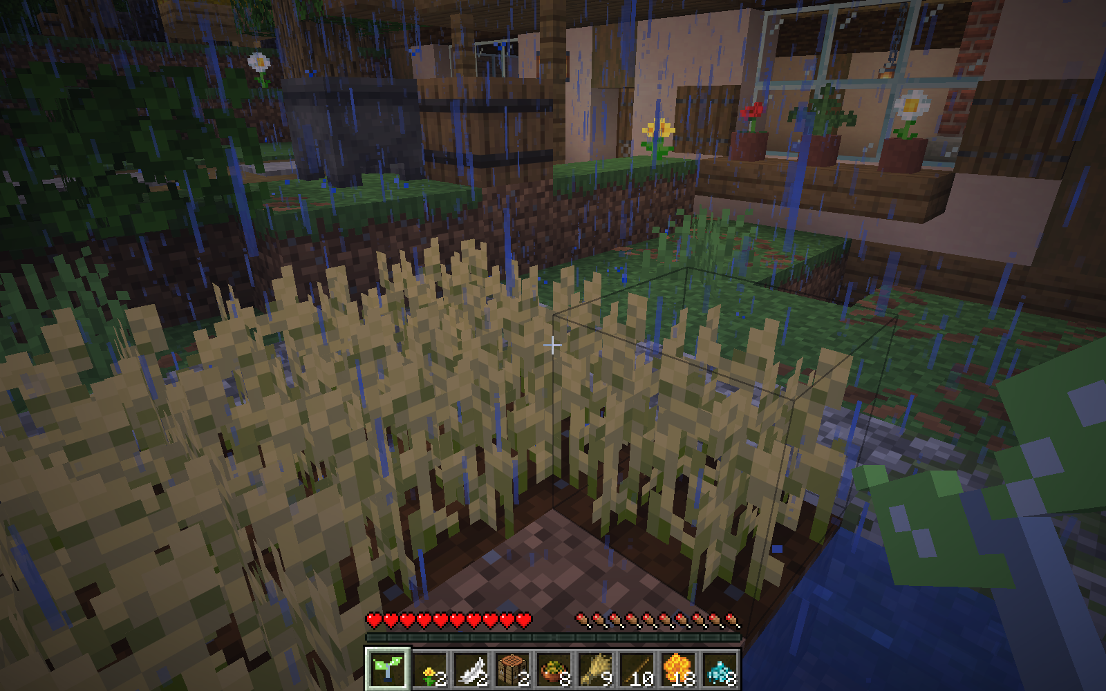 Ripe wheat in the cottage garden before using Bloomwave.